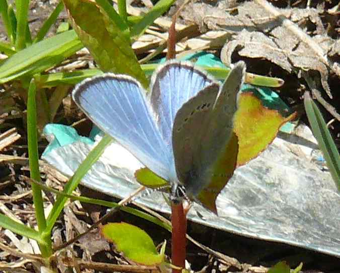 Glaucopsyche lygdamus Glaucopsyche lygdamus